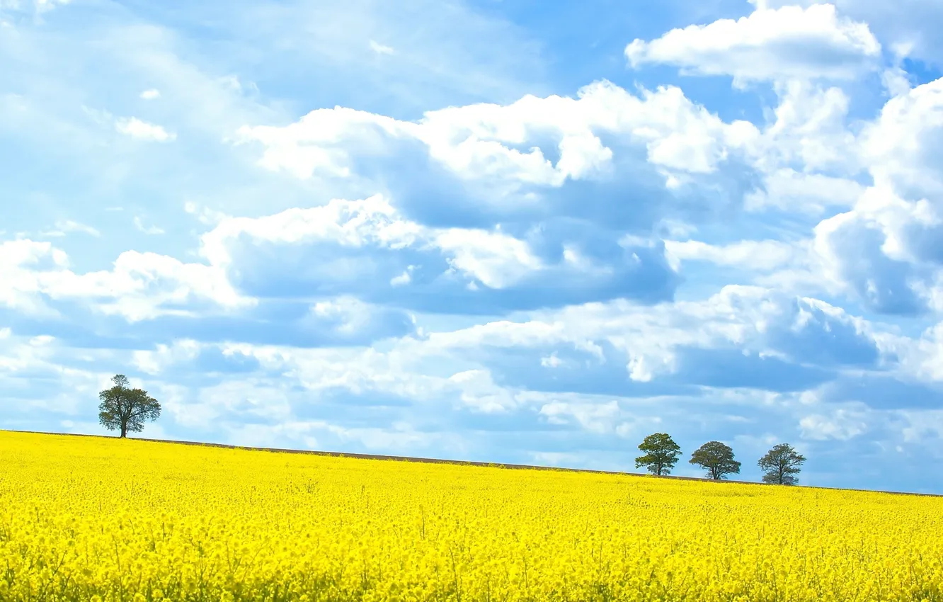 Photo wallpaper sky, trees, field, clouds, spring, sunny, field of gold