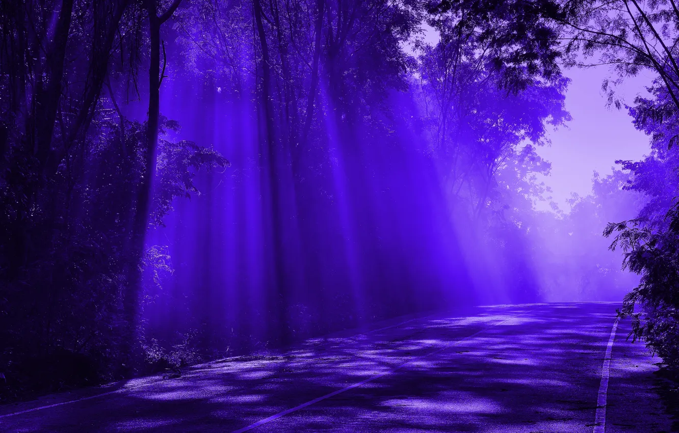 Photo wallpaper dark, forest, road, purple