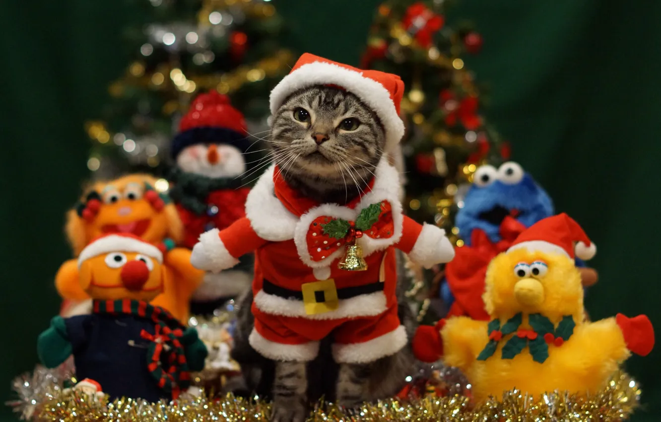 Photo wallpaper cat, cat, mustache, holiday