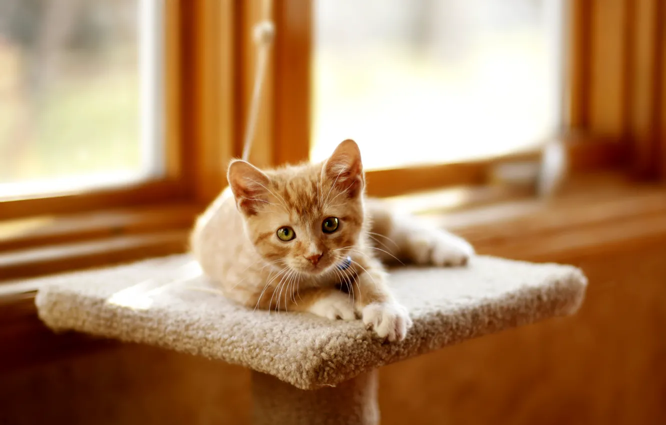 Photo wallpaper cat, look, kitty, window, red, lies