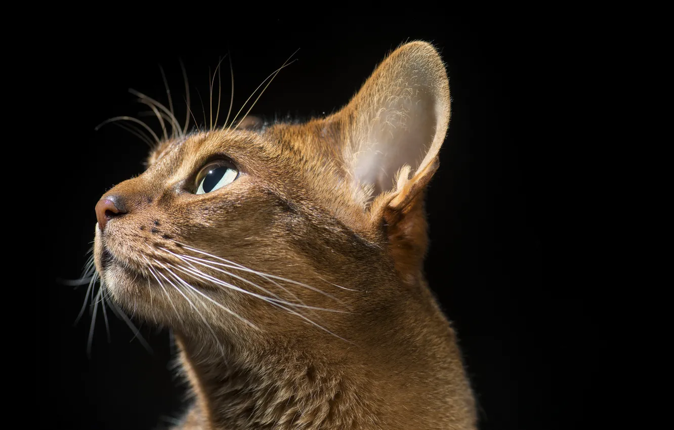 Photo wallpaper cat, profile, ears