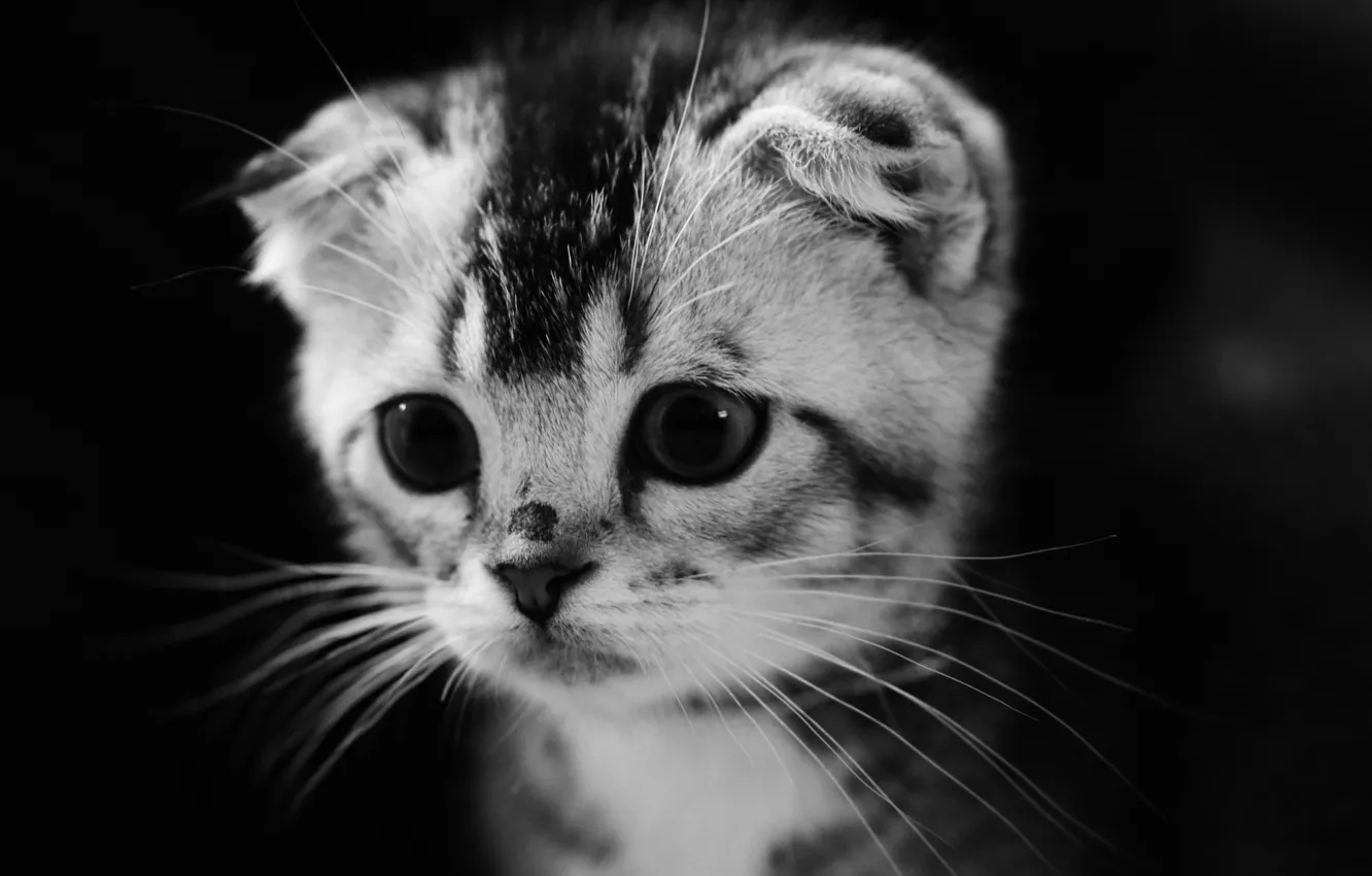 Photo wallpaper eyes, look, black and white, kitty, Kote