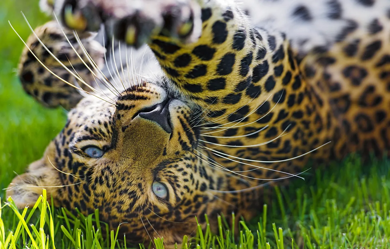 Photo wallpaper grass, face, the game, paw, predator, leopard, leopard