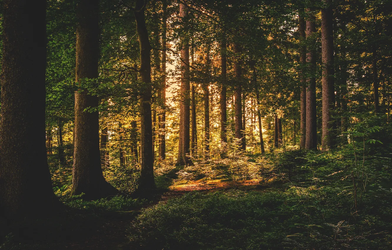 Photo wallpaper forest, light, trees, branches, nature, foliage, trunk, pine