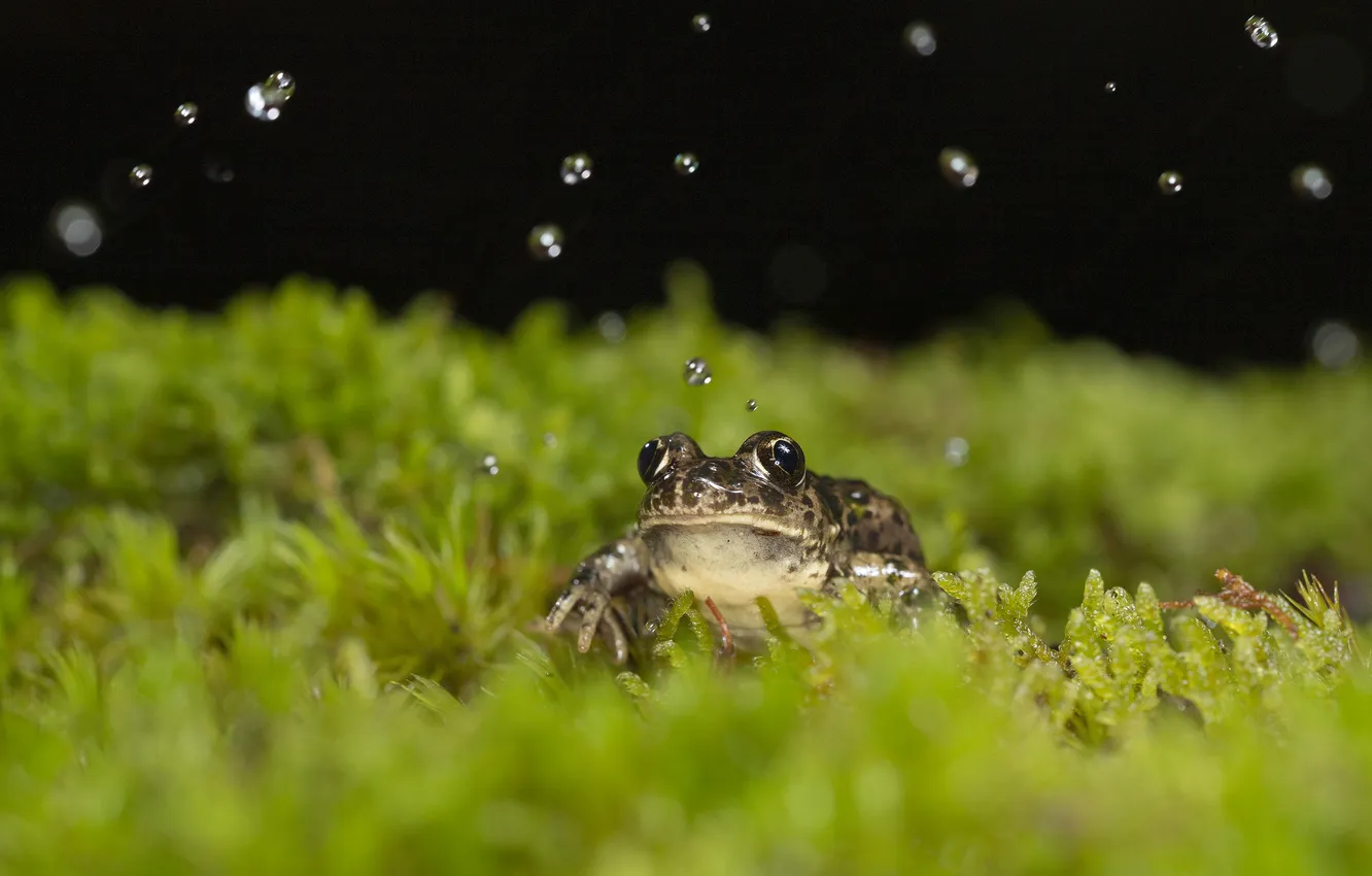 Photo wallpaper greens, drops, squirt, frog, black background