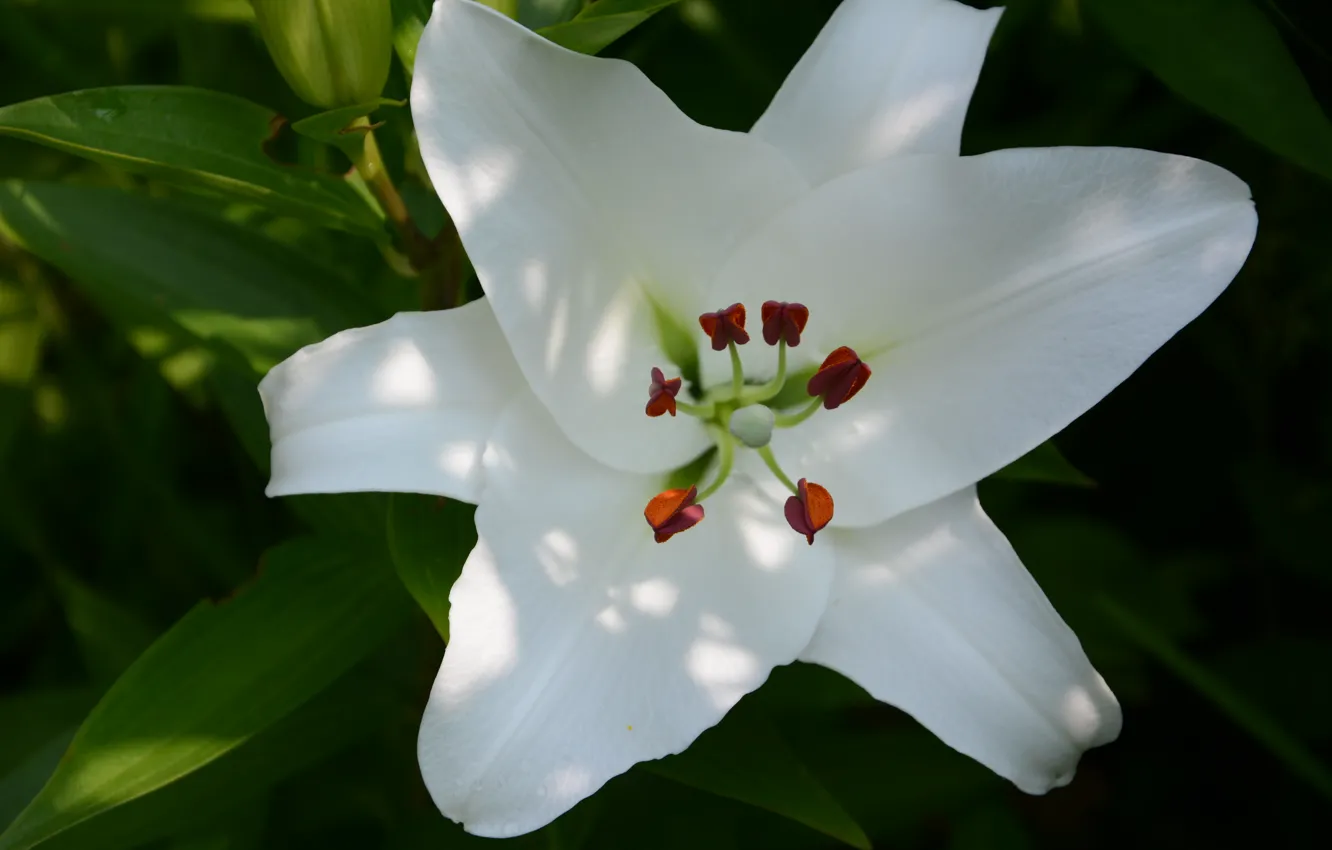 Photo wallpaper greens, white, summer, macro, flowers, nature, Lily, flowering