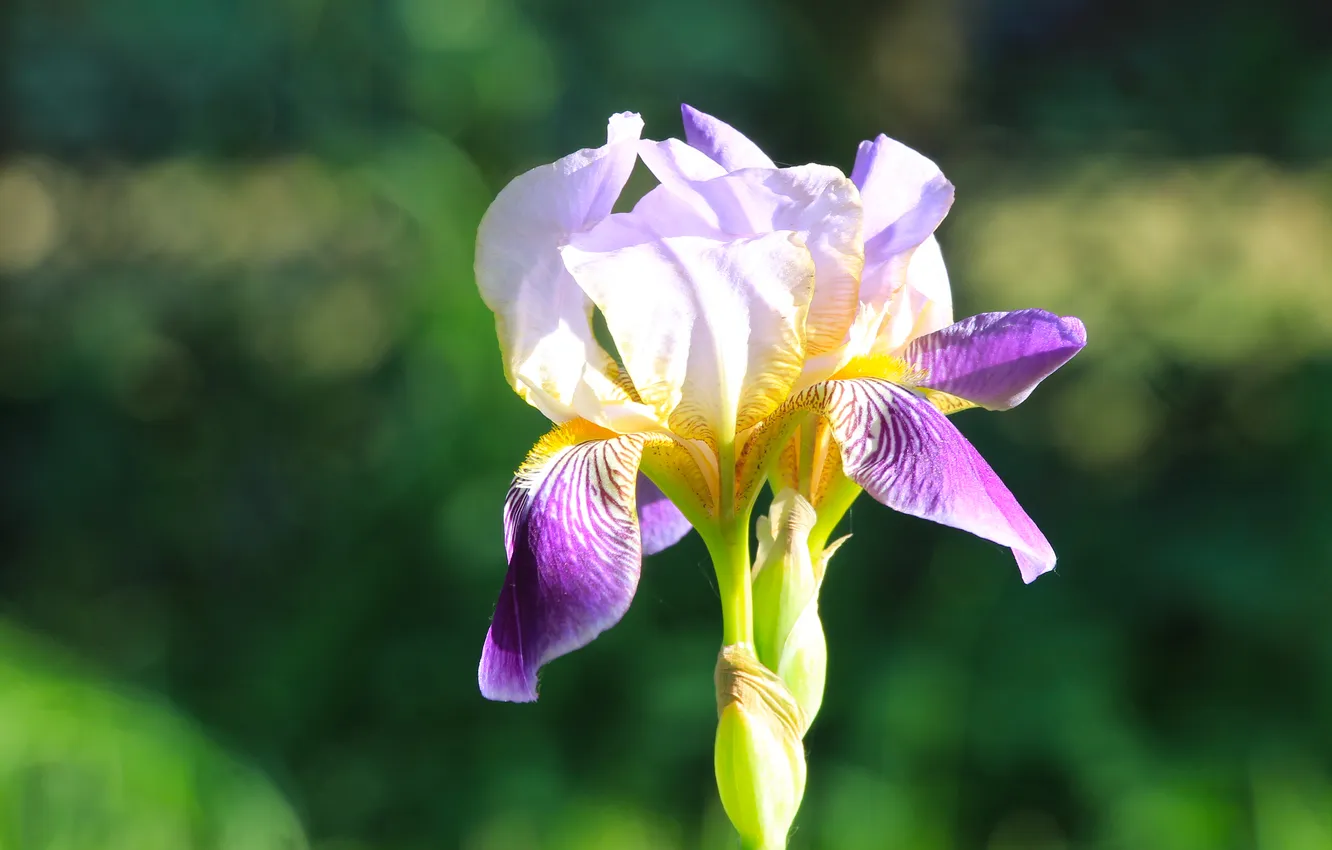 Photo wallpaper flower, lily, blooming