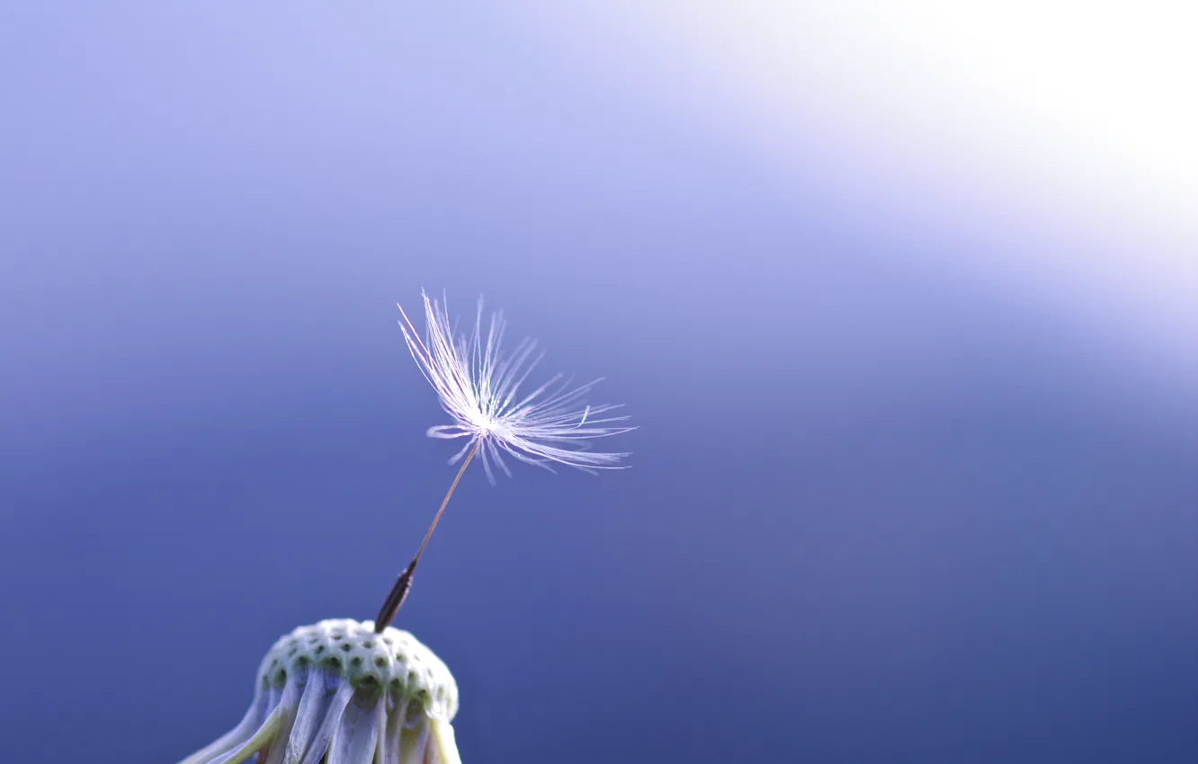 Photo wallpaper macro, blue, background, dandelion, one