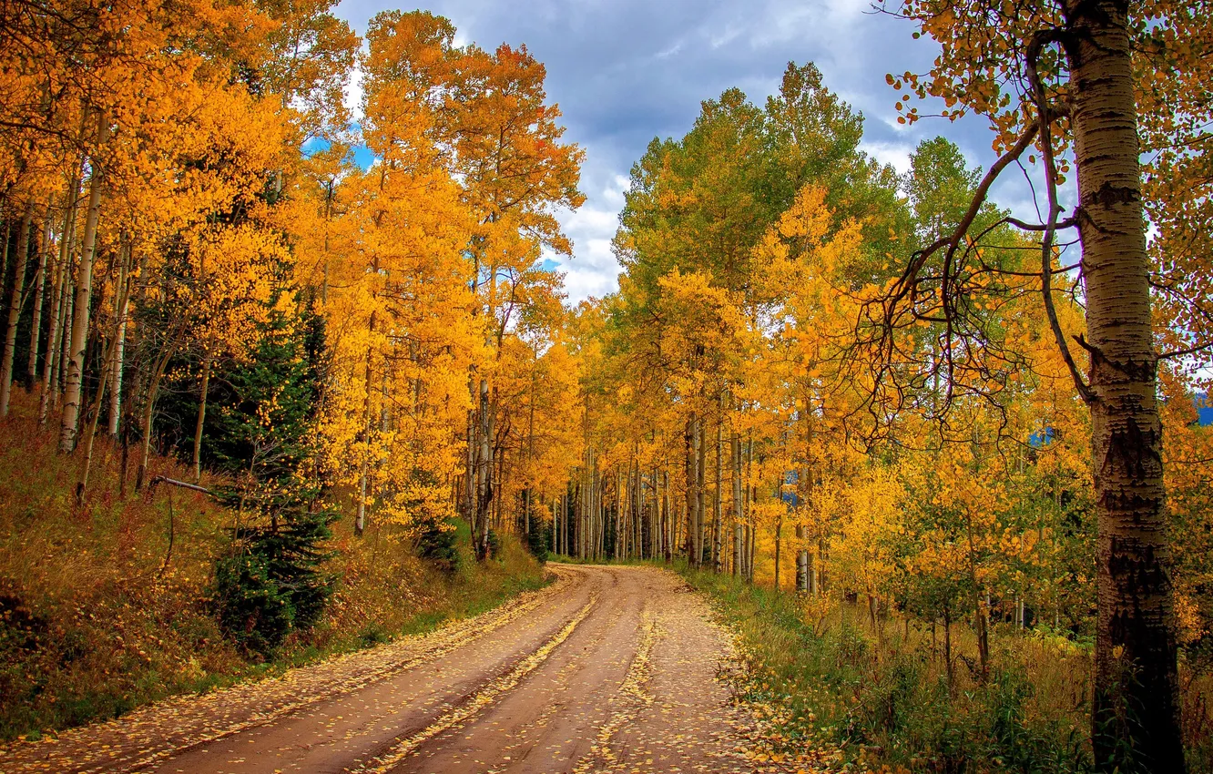Photo wallpaper road, autumn, forest, the sky, clouds, trees, landscape, nature