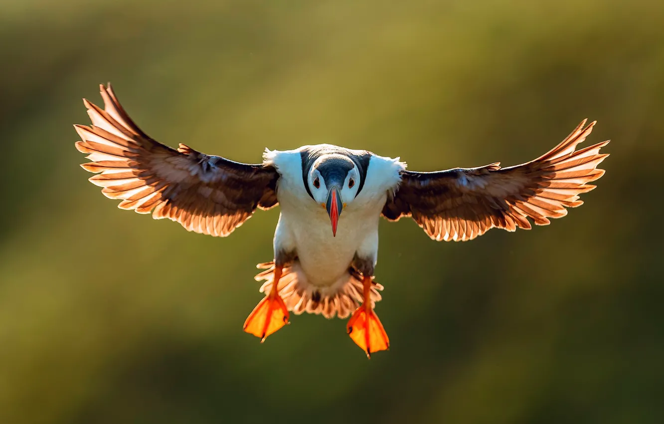 Photo wallpaper wings, flight, stalled, puffin