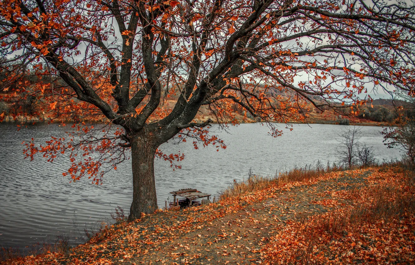 Photo wallpaper autumn, landscape, nature, river, tree, Bank