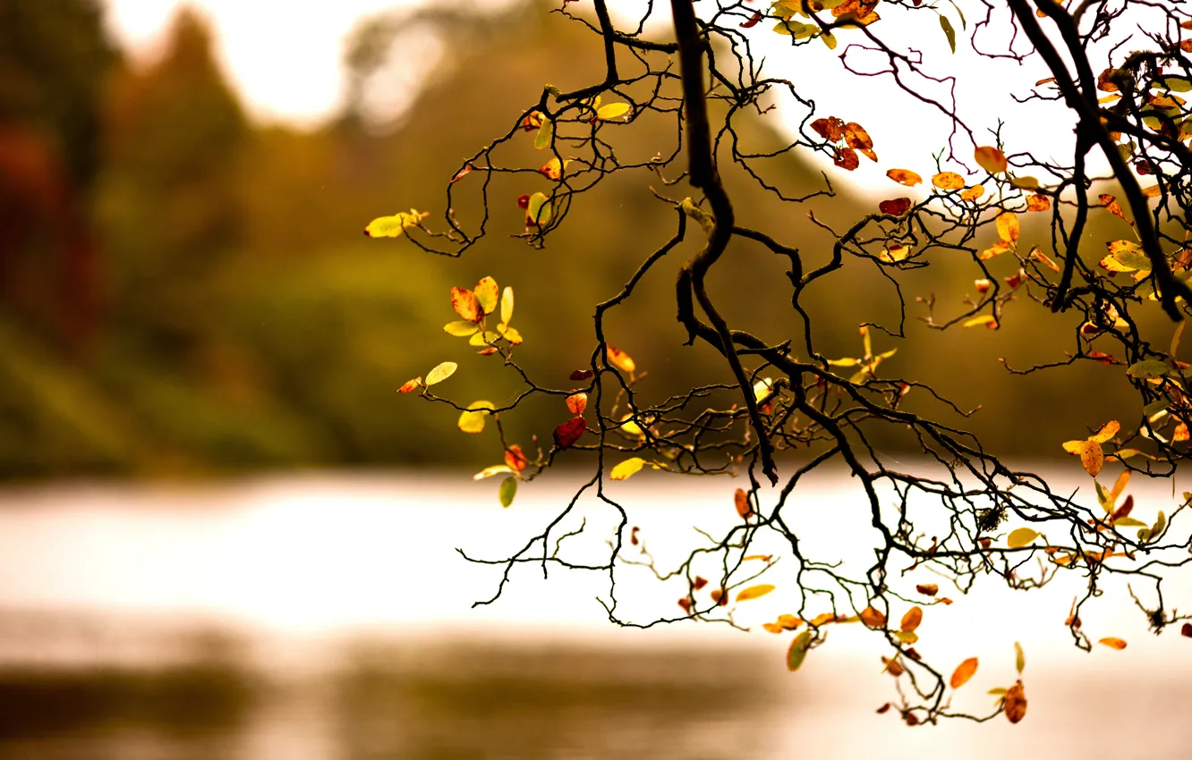 Photo wallpaper autumn, nature, foliage, branch
