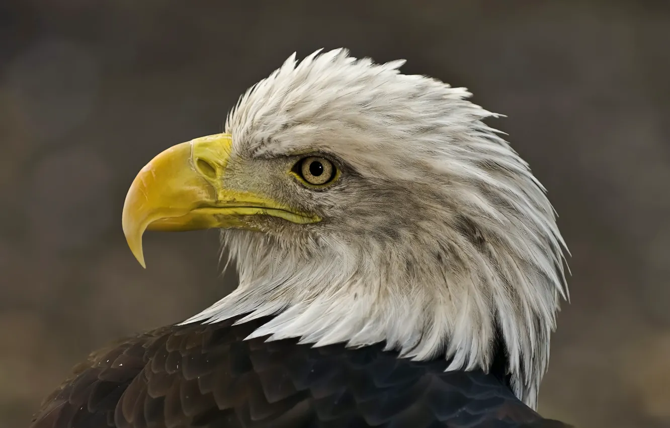 Photo wallpaper bird, eagle, head, feathers