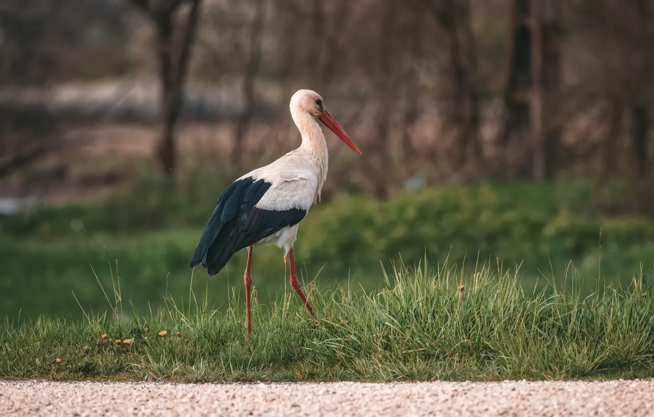 Photo wallpaper nature, bird, stork