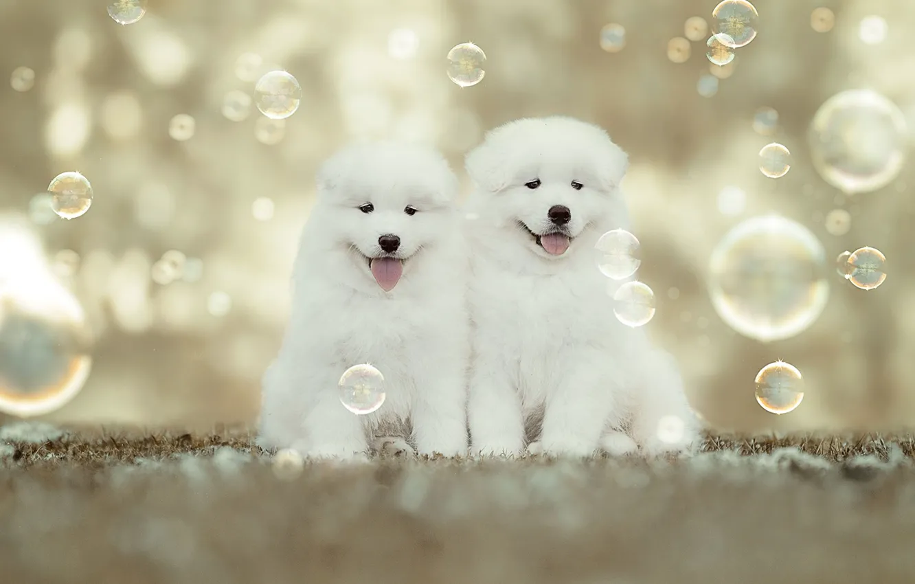 Photo wallpaper puppies, bubbles, kids, a couple, bokeh, Samoyed