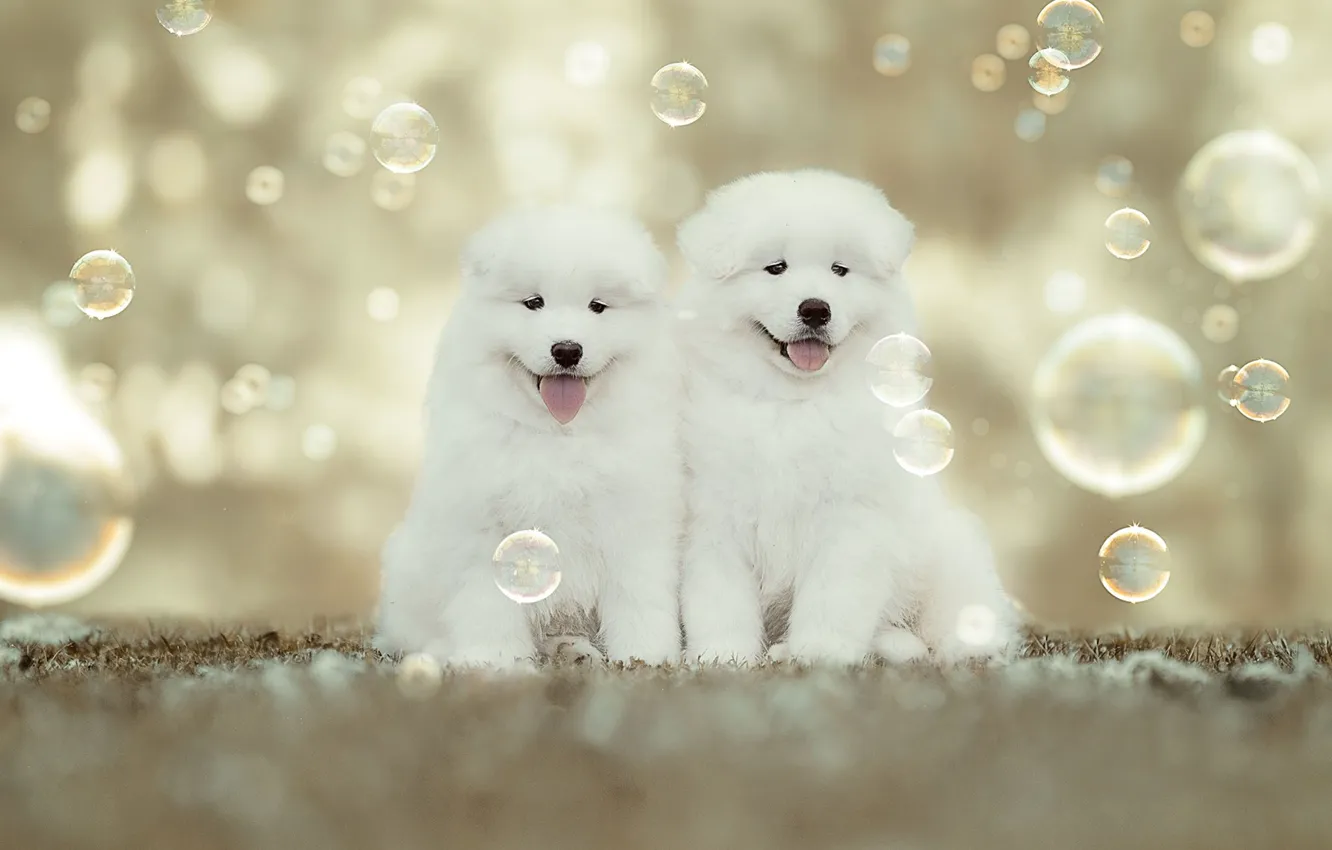 Photo wallpaper baby, bubbles, puppy, a couple, bokeh, Samoyed