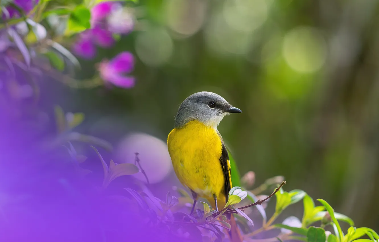 Photo wallpaper bird, bokeh, Caregory long-tailed licenced