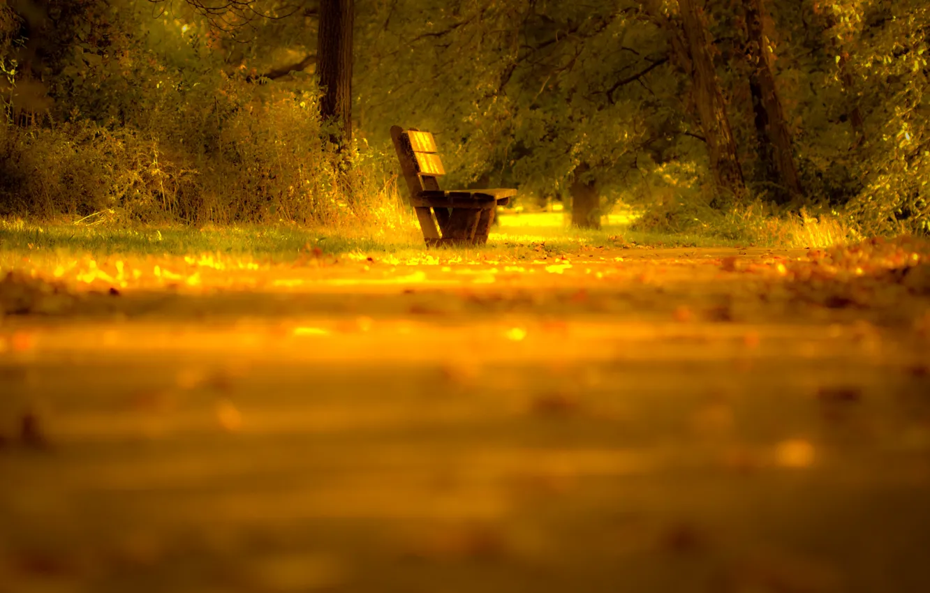 Photo wallpaper road, autumn, leaves, light, trees, bench, nature, mood