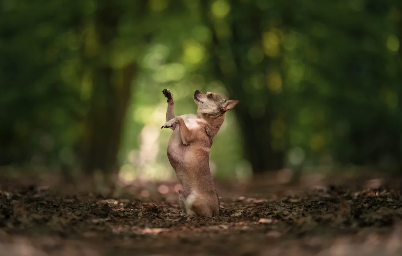 Photo wallpaper trees, nature, pose, Park, legs, dog, profile, path