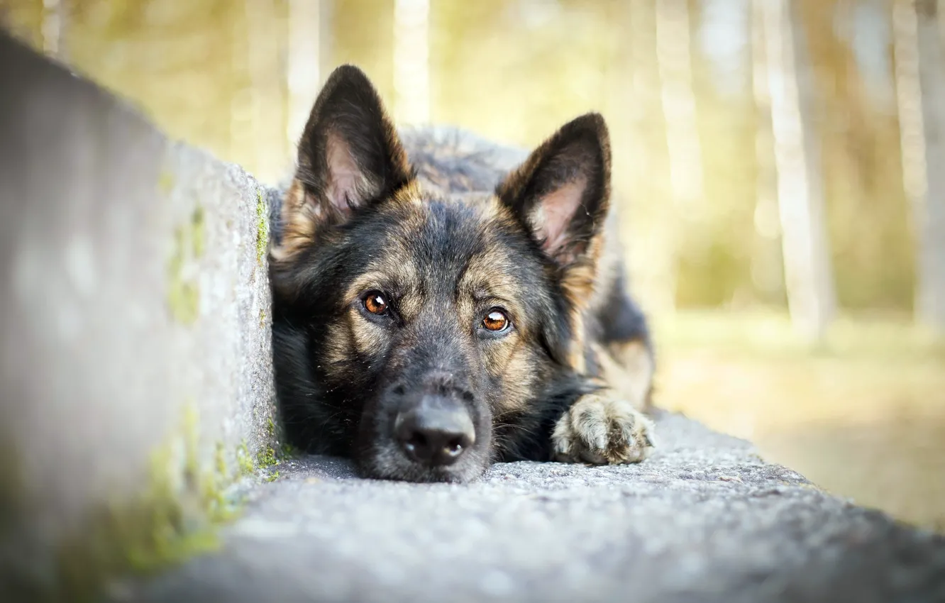 Photo wallpaper look, each, dog