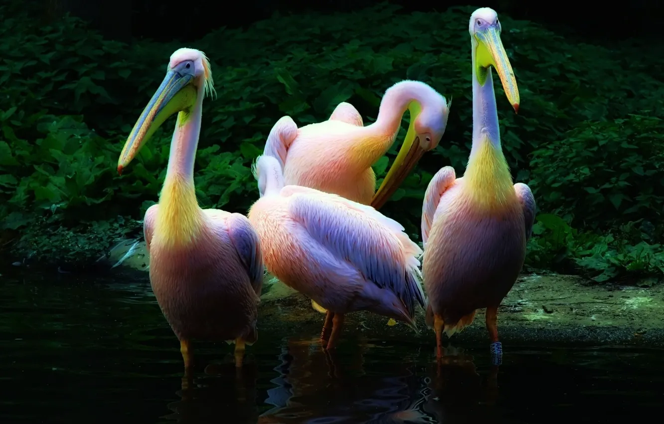 Photo wallpaper water, pink, pelicans, flock