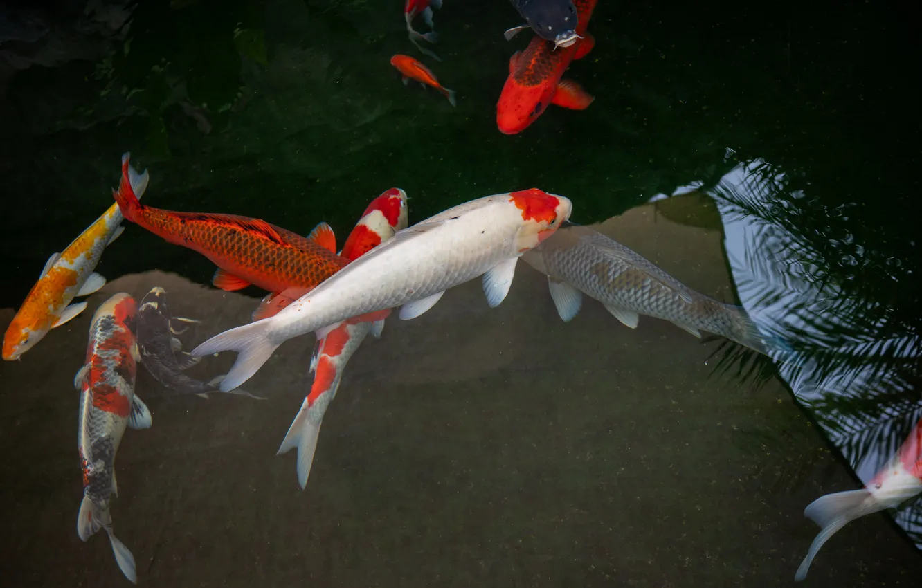 Photo wallpaper water, pond, fish, Thailand, Thailand, carp, fish