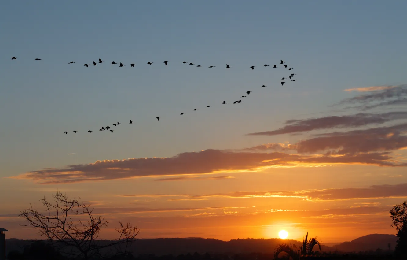 Photo wallpaper the sky, clouds, flight, landscape, nature, animal, horizon, a flock of birds