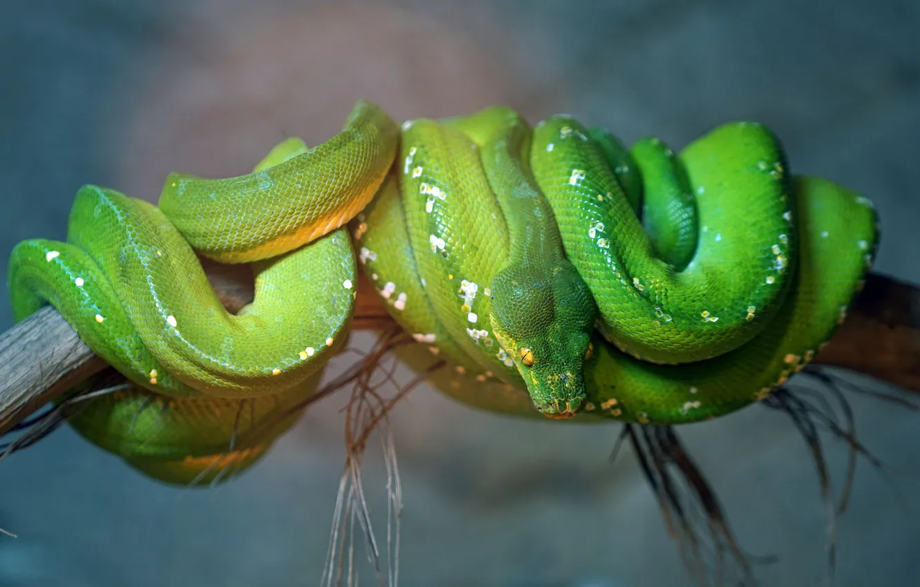Photo wallpaper branches, green, snake, scales, Python, curled
