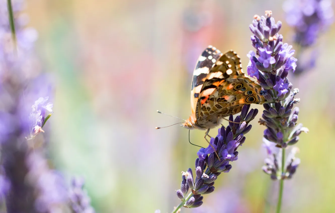 Photo wallpaper macro, flowers, background, butterfly, insect, lavender