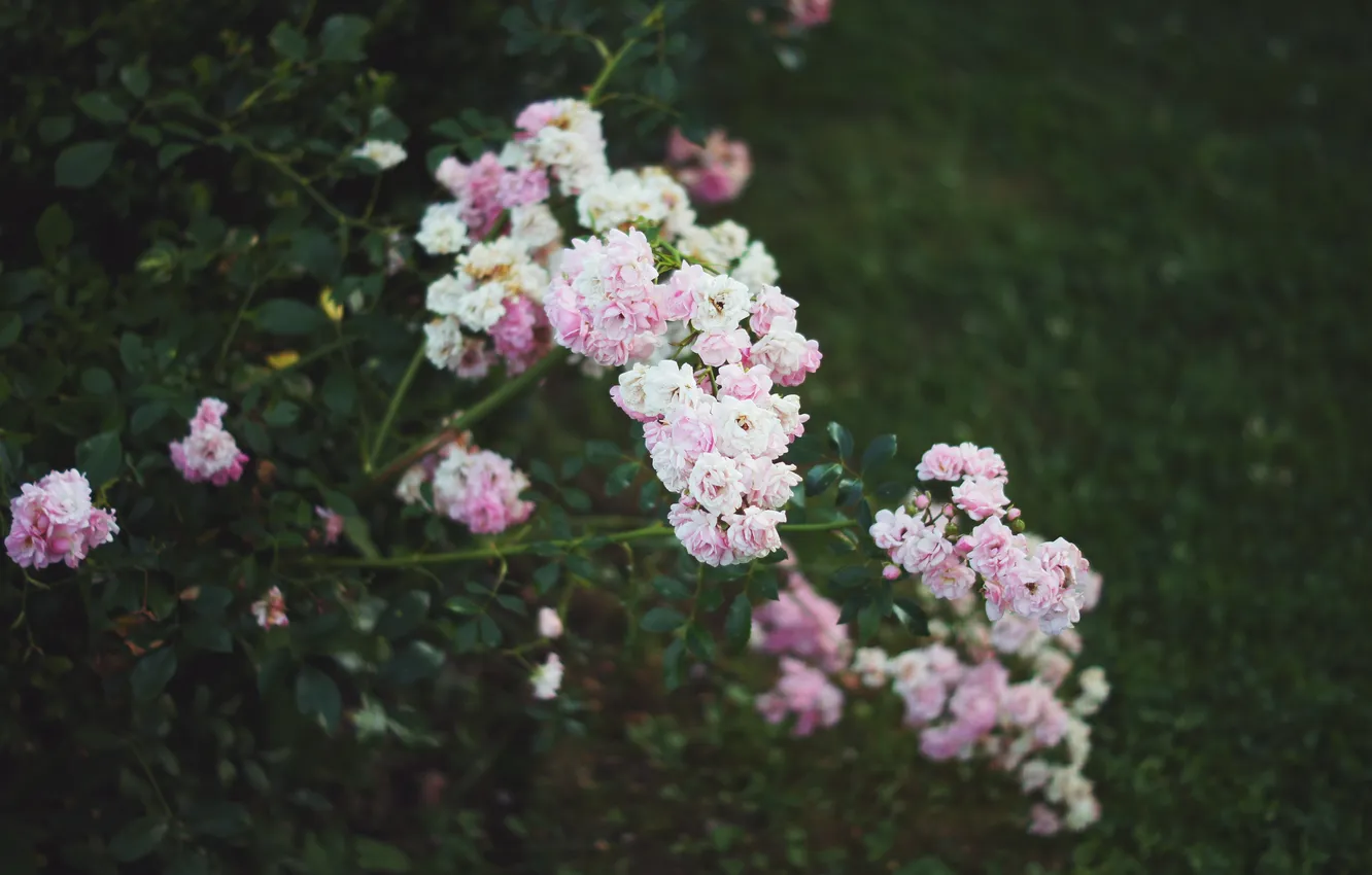 Photo wallpaper flowers, petals, pink, white