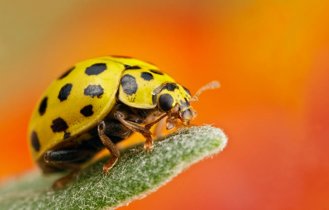 Photo wallpaper yellow, background, ladybug