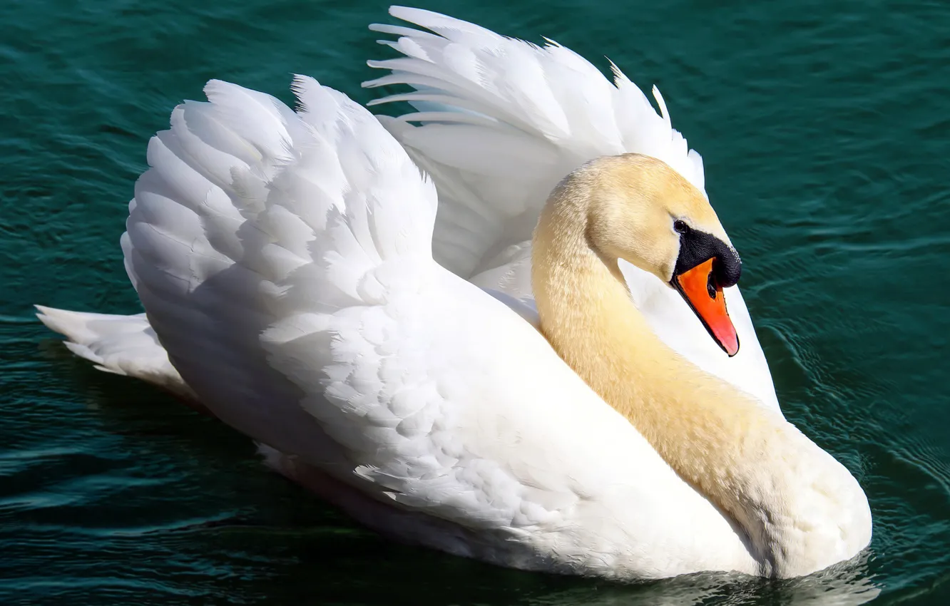 Photo wallpaper white, look, water, pose, bird, wings, Swan, pond