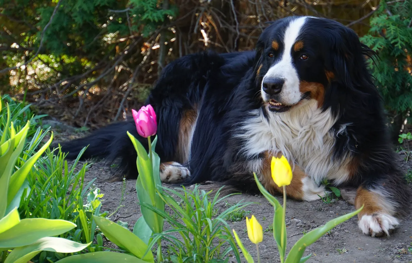 Photo wallpaper look, face, flowers, nature, pose, stay, dog, spring