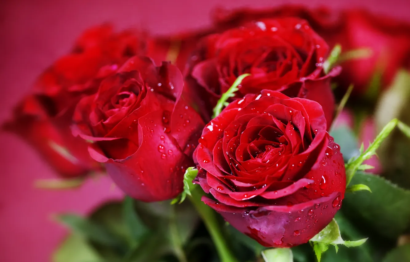 Photo wallpaper flowers, roses, bouquet, red