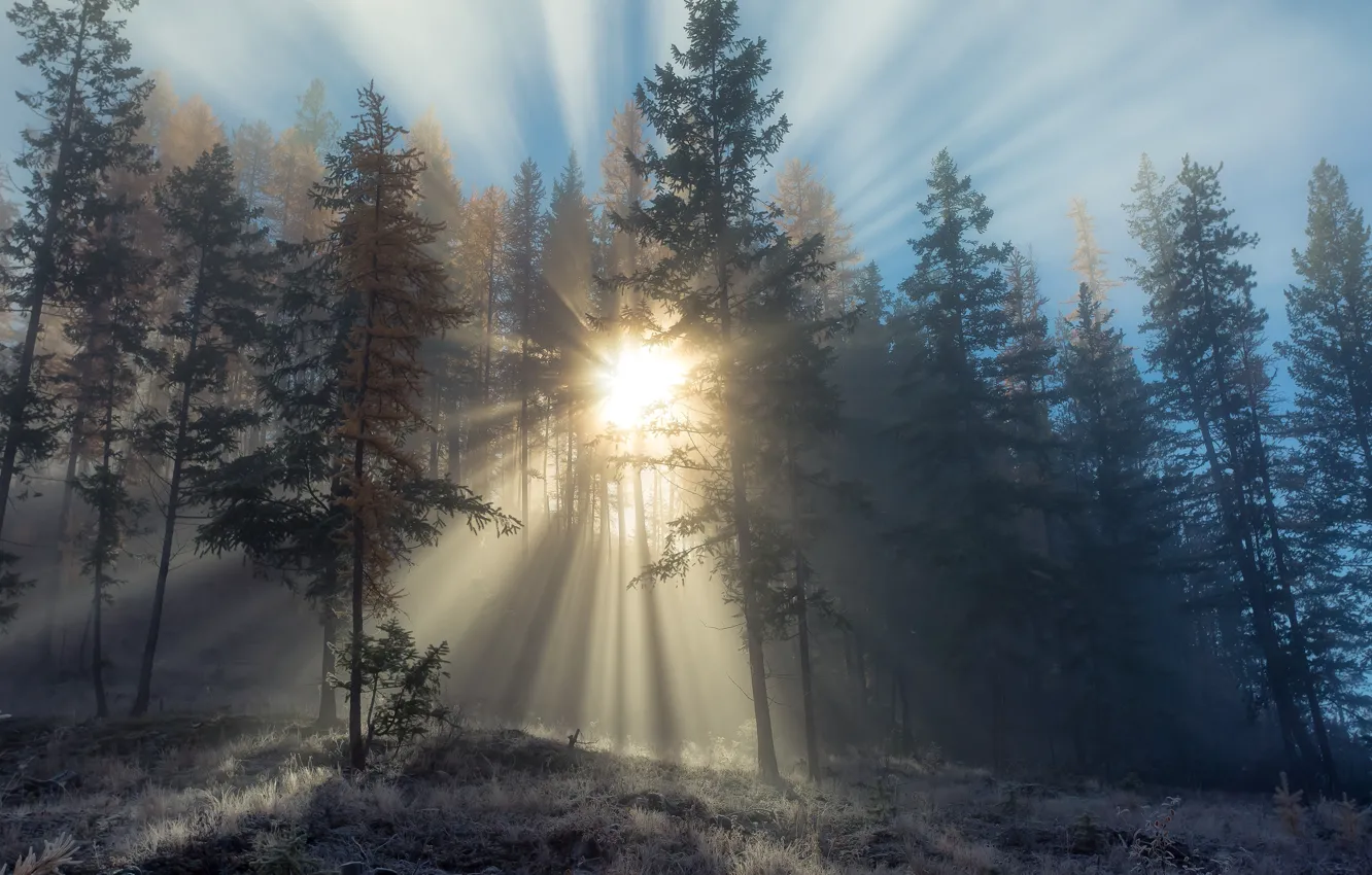 Photo wallpaper the sun, light, trees, nature