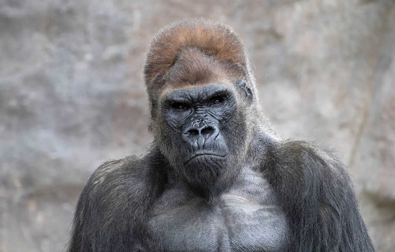 Photo wallpaper black, big, Africa, angry, strong, Gorilla