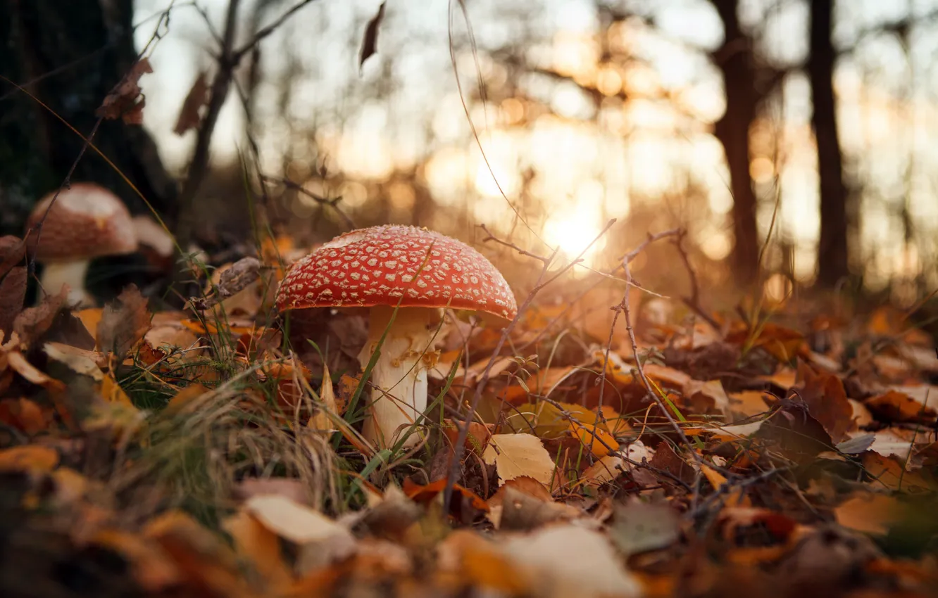 Photo wallpaper autumn, nature, mushrooms