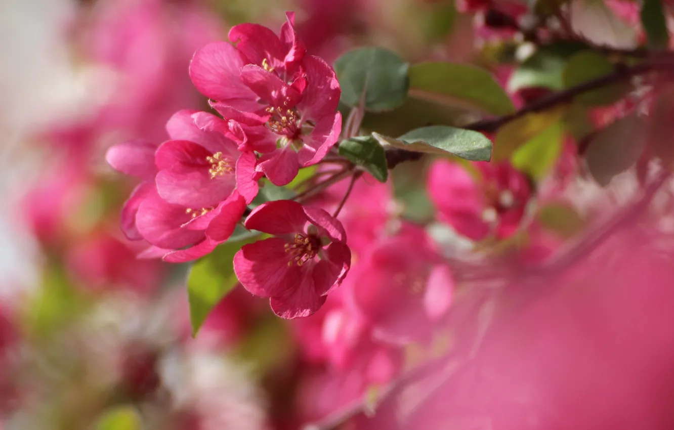 Photo wallpaper macro, branch, spring, blur, Apple, flowering, flowers
