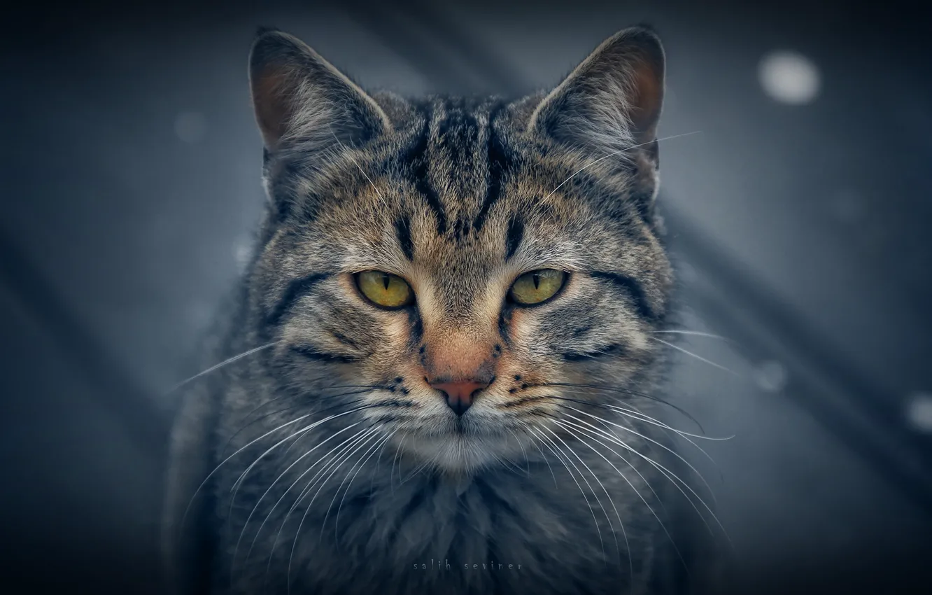 Photo wallpaper cat, portrait, serious