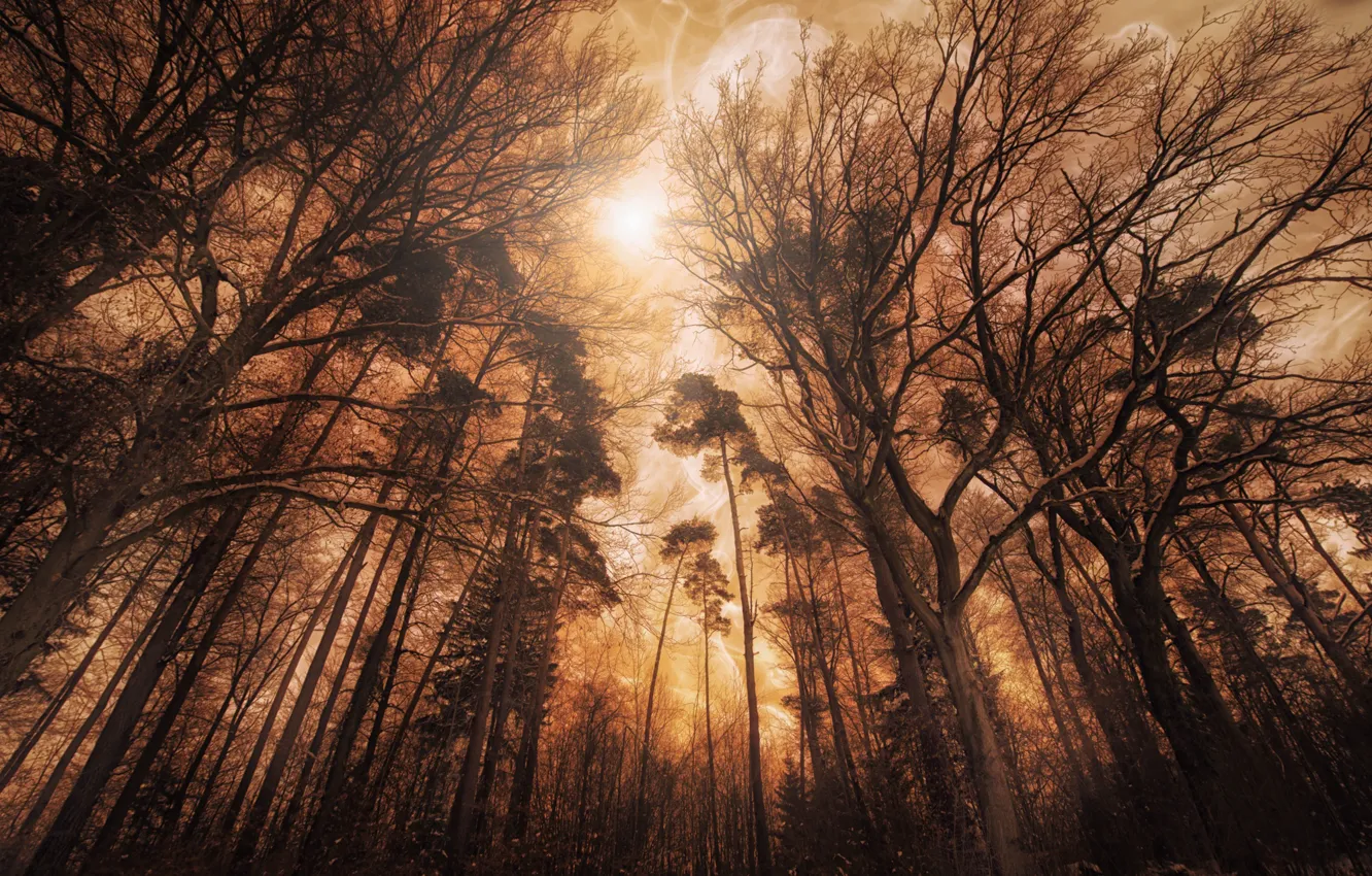 Photo wallpaper forest, trees, lighting