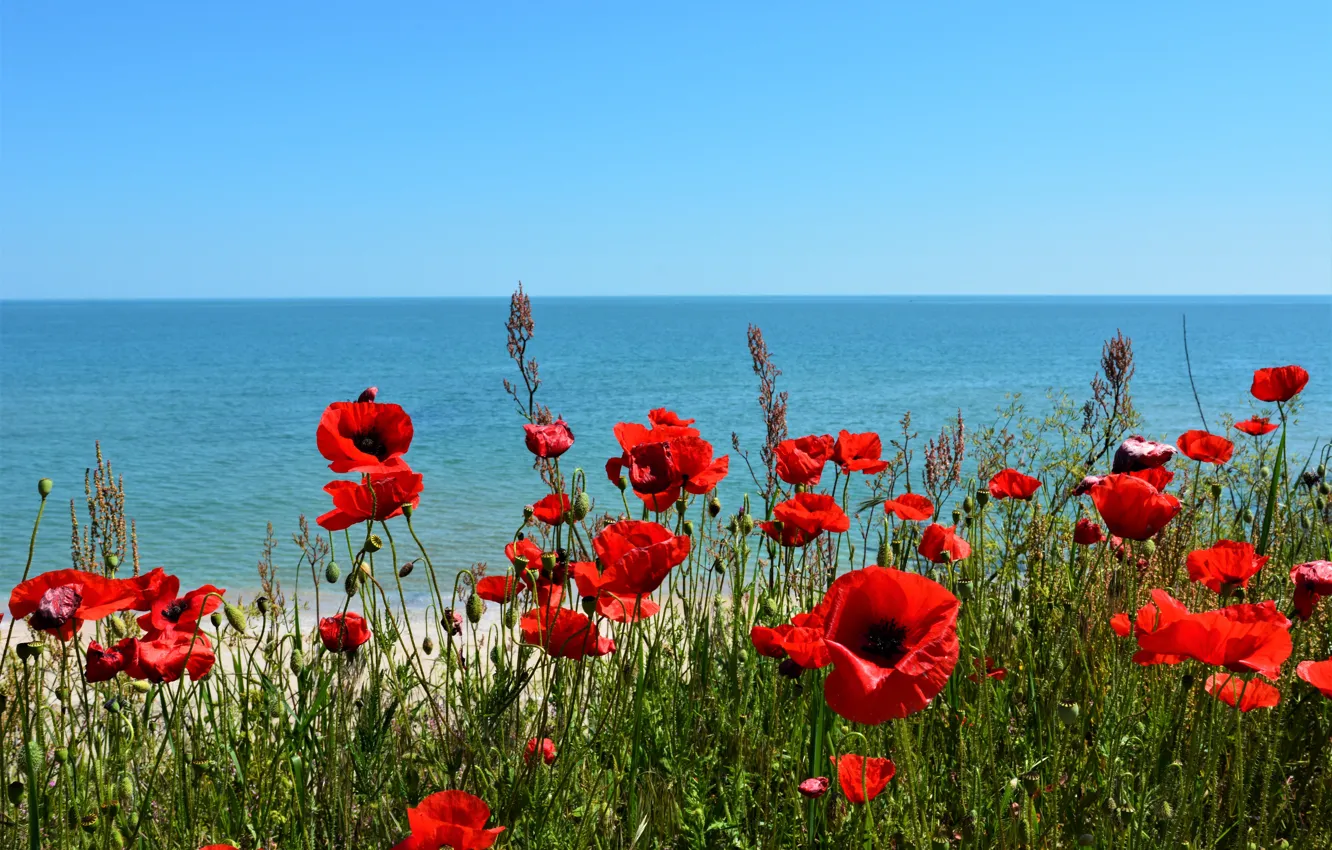 Photo wallpaper sea, field, beach, summer, the sky, flowers, red, blue