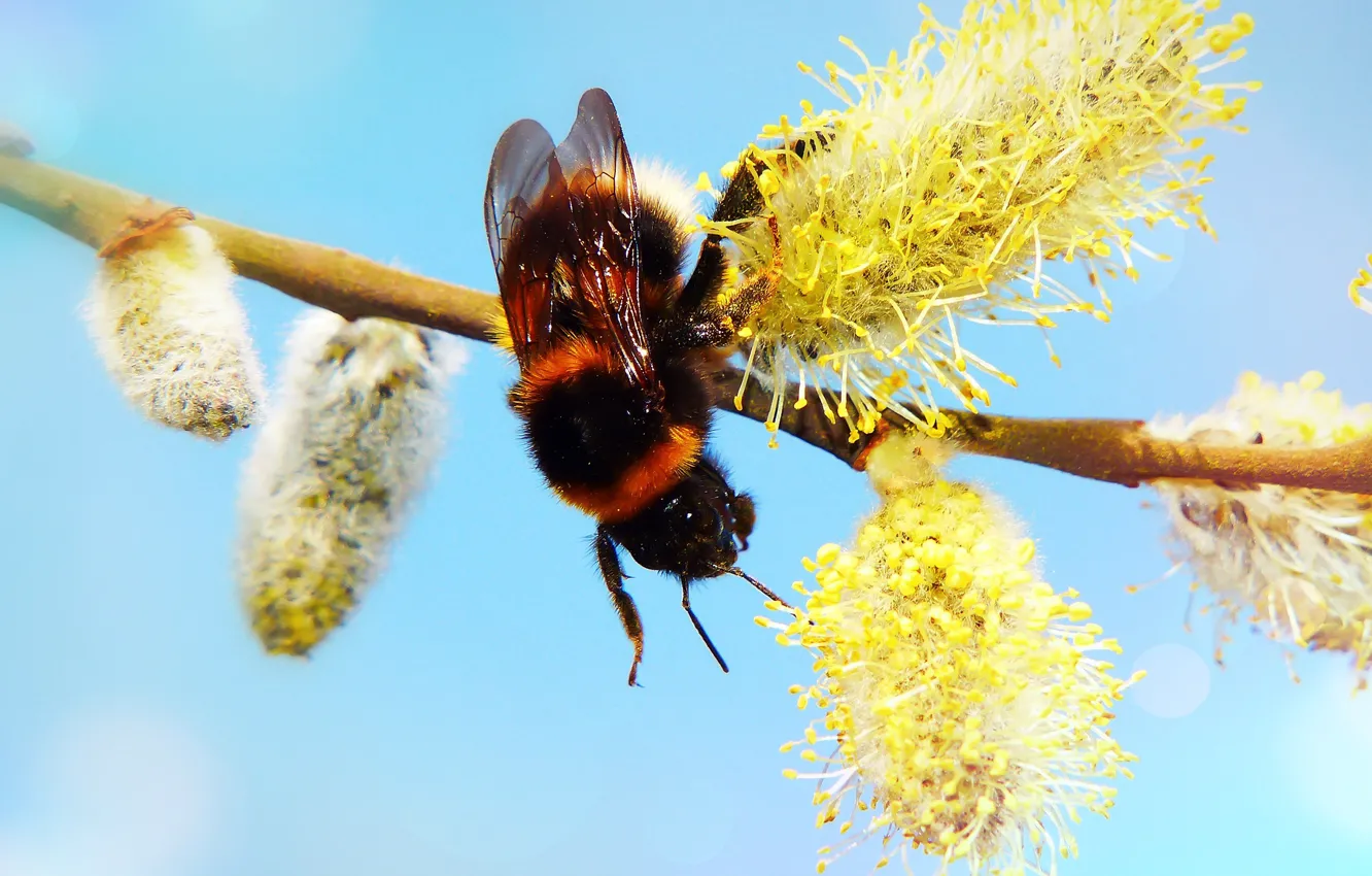 Photo wallpaper macro, branches, bee, background, blue, insect, bumblebee, kidney