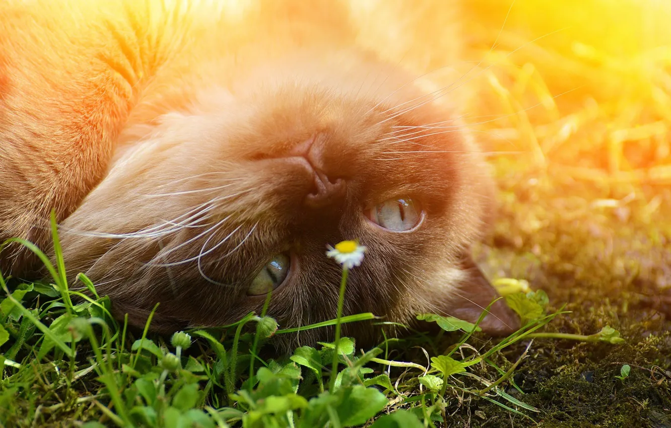 Photo wallpaper greens, grass, face, flowers, spring