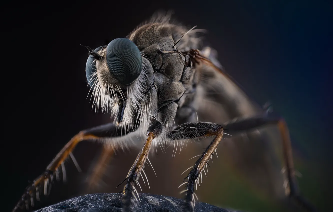 Photo wallpaper macro, nature, insect