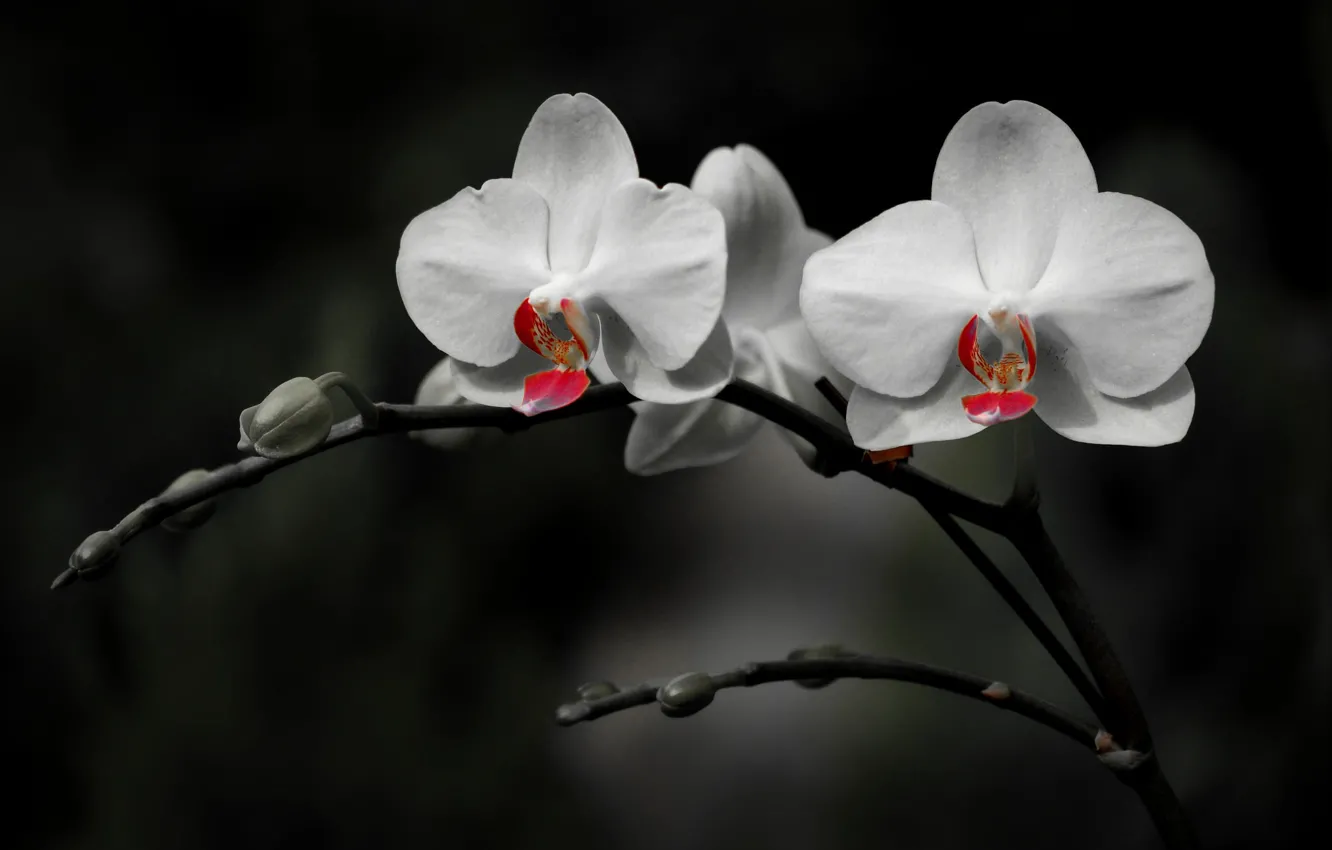 Photo wallpaper background, petals, Orchid