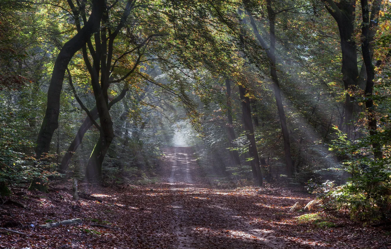 Photo wallpaper road, autumn, forest, the sun's rays