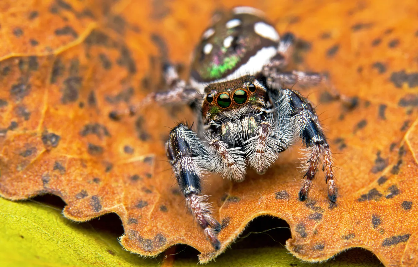 Photo wallpaper eyes, macro, background, leaf, spider, spot, jumper, the Hoppy