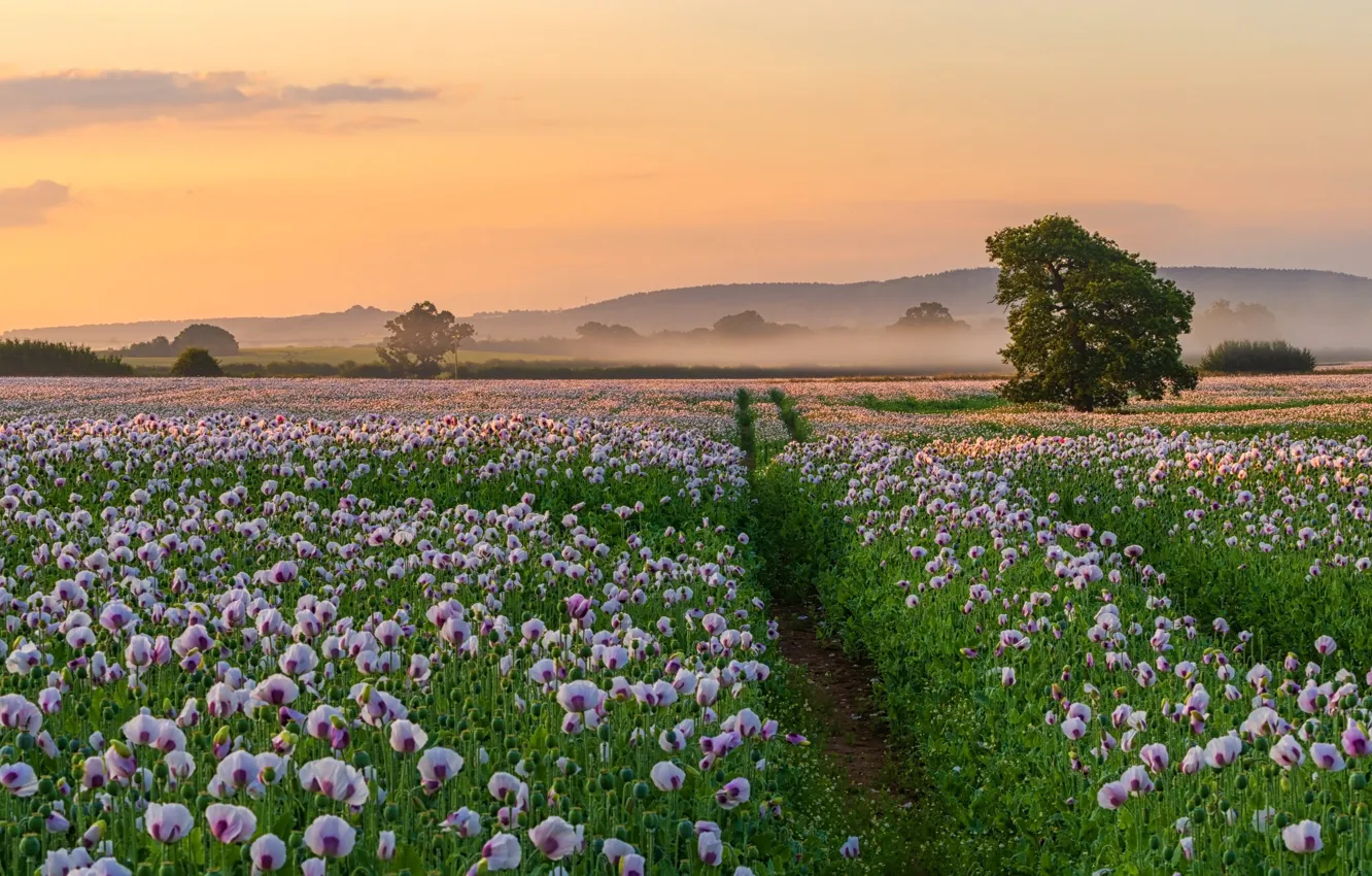 Photo wallpaper field, summer, sunset, Maki