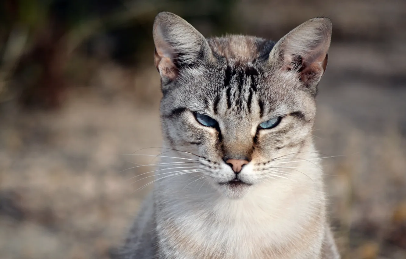 Photo wallpaper blur, muzzle, tabby cat