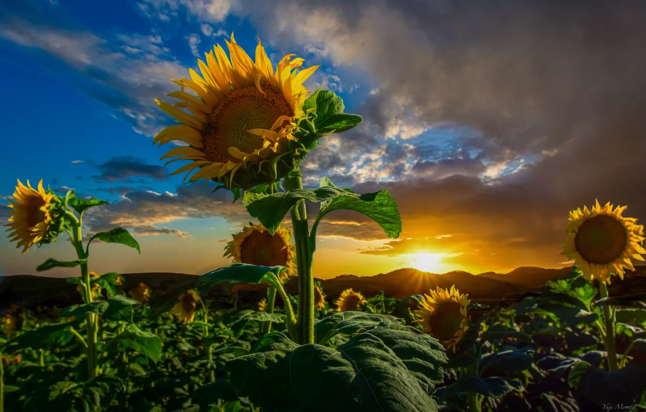 Photo wallpaper field, the sun, clouds, rays, sunflowers, landscape, mountains, nature